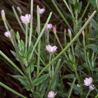 Epilobium gunnianum (Gunn's Willow-herb) at QPRC LGA - 2 Feb 1998 by BettyDonWood