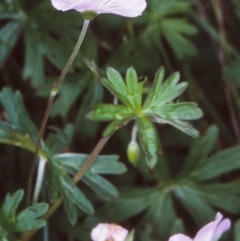 Geranium neglectum (Red-stemmed Cranesbill) at Mongarlowe River - 31 Dec 1997 by BettyDonWood