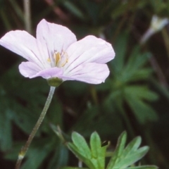 Geranium neglectum at Mongarlowe River - 31 Dec 1997