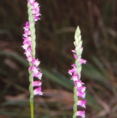 Spiranthes australis (Austral Ladies Tresses) at Mongarlowe River - 2 Feb 1998 by BettyDonWood