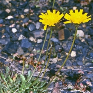 Leontodon saxatilis at Mongarlowe River - 6 Nov 1997