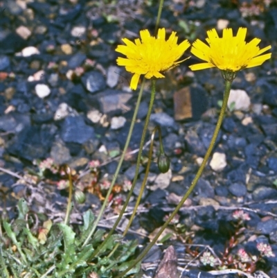 Leontodon saxatilis (Lesser Hawkbit, Hairy Hawkbit) at Mongarlowe River - 6 Nov 1997 by BettyDonWood