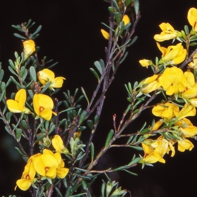 Pultenaea altissima (Tall Bush-pea) at Mongarlowe River - 6 Nov 1997 by BettyDonWood