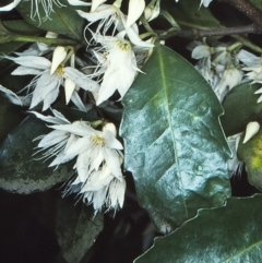 Doryphora sassafras at Monga, NSW - 30 Aug 1998 by BettyDonWood
