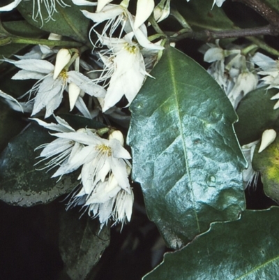 Doryphora sassafras at Monga, NSW - 29 Aug 1998 by BettyDonWood