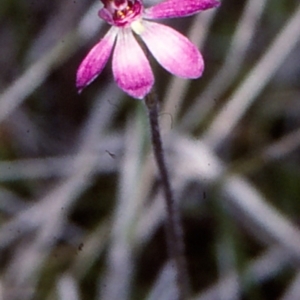 Caladenia pusilla at Monga, NSW - 21 Oct 1997