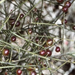 Leptomeria acida (Native Currant, Sour Currant Bush) at Mongarlowe River - 13 Aug 1997 by BettyDonWood