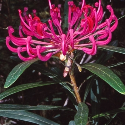 Telopea mongaensis (Monga Waratah) at Mongarlowe River - 4 Jul 1998 by BettyDonWood