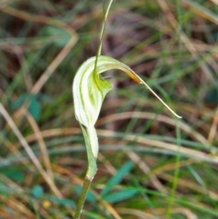 Diplodium decurvum (Summer greenhood) at Namadgi National Park - 8 Apr 2002 by BettyDonWood