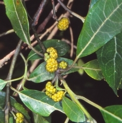 Hedycarya angustifolia (Austral Mulberry) at Reidsdale, NSW - 11 Jan 1998 by BettyDonWood