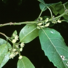 Hedycarya angustifolia (Austral Mulberry) at Mongarlowe River - 20 Oct 1997 by BettyDonWood