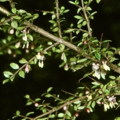 Coprosma quadrifida (Prickly Currant Bush, Native Currant) at QPRC LGA - 20 Oct 1997 by BettyDonWood