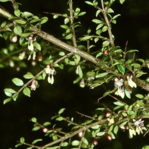 Coprosma quadrifida at Mongarlowe River - 21 Oct 1997