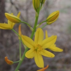 Bulbine glauca (Rock Lily) at Bullen Range - 1 Nov 2018 by michaelb