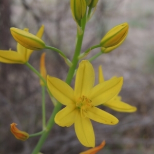 Bulbine glauca at Tuggeranong DC, ACT - 1 Nov 2018