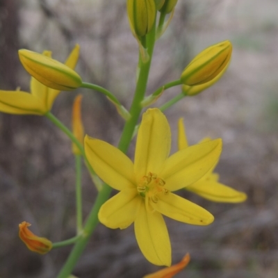 Bulbine glauca (Rock Lily) at Tuggeranong DC, ACT - 1 Nov 2018 by michaelb