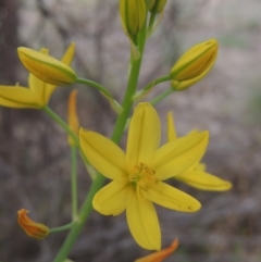 Bulbine glauca (Rock Lily) at Tuggeranong DC, ACT - 1 Nov 2018 by michaelb