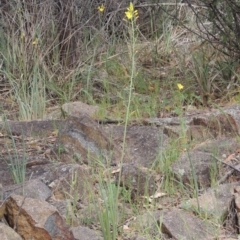 Bulbine glauca at Tuggeranong DC, ACT - 1 Nov 2018 06:17 PM