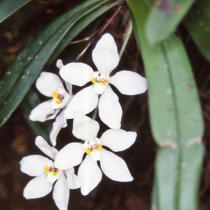 Sarcochilus falcatus at suppressed - suppressed