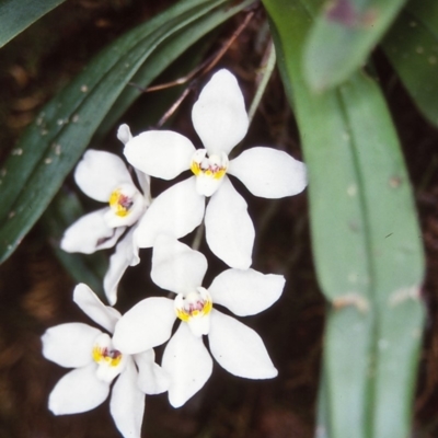 Sarcochilus falcatus (Orange Blossum Orchid) at Mongarlowe River - 6 Nov 1997 by BettyDonWood