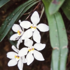 Sarcochilus falcatus (Orange Blossum Orchid) at Monga National Park - 6 Nov 1997 by BettyDonWood