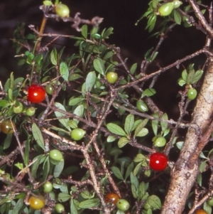 Coprosma quadrifida at Mongarlowe River - 3 Feb 1998 12:00 AM