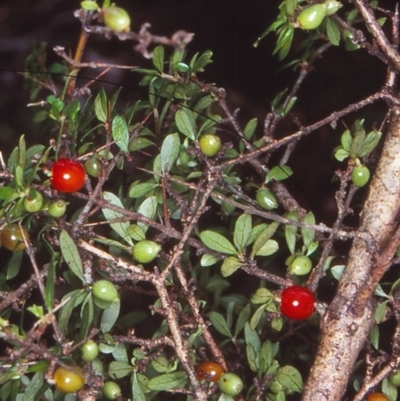 Coprosma quadrifida (Prickly Currant Bush, Native Currant) at QPRC LGA - 2 Feb 1998 by BettyDonWood