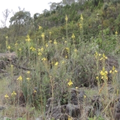 Bulbine glauca (Rock Lily) at Tuggeranong DC, ACT - 1 Nov 2018 by MichaelBedingfield