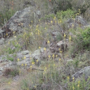 Bulbine glauca at Tuggeranong DC, ACT - 1 Nov 2018