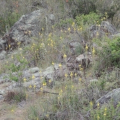 Bulbine glauca at Tuggeranong DC, ACT - 1 Nov 2018