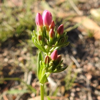 Centaurium erythraea (Common Centaury) at Fadden, ACT - 30 Nov 2018 by YumiCallaway