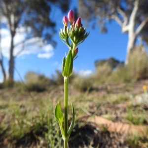 Centaurium erythraea at Fadden, ACT - 30 Nov 2018 05:00 PM