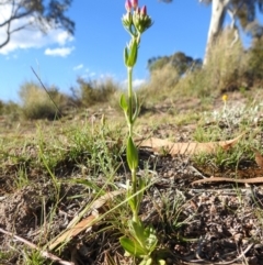 Centaurium erythraea at Fadden, ACT - 30 Nov 2018 05:00 PM