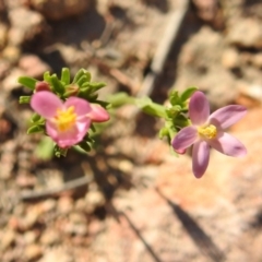 Centaurium erythraea at Fadden, ACT - 30 Nov 2018