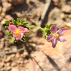 Centaurium erythraea at Fadden, ACT - 30 Nov 2018 05:00 PM