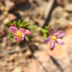 Centaurium erythraea at Fadden, ACT - 30 Nov 2018 05:00 PM