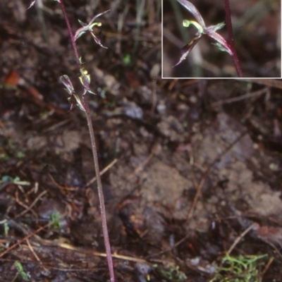 Acianthus exsertus (Large Mosquito Orchid) at Benandarah State Forest - 8 Jun 1998 by BettyDonWood