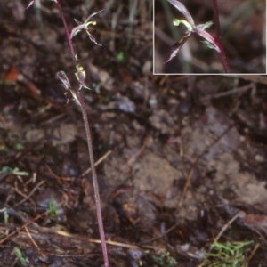 Acianthus exsertus at Benandarah State Forest - 9 Jun 1998