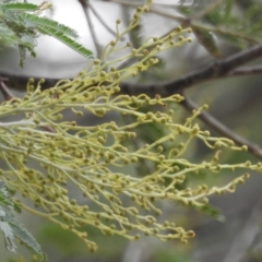 Acacia sp. (A Wattle) at Paddys River, ACT - 21 Apr 2018 by YumiCallaway