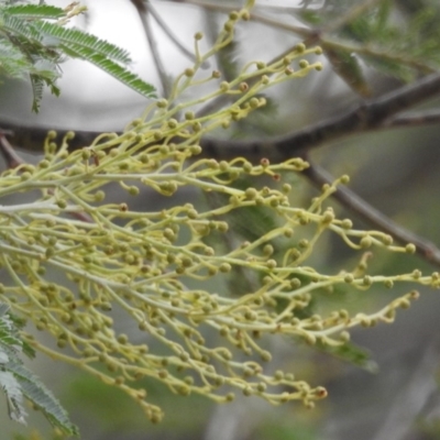 Acacia (genus) (A Wattle) at Paddys River, ACT - 22 Apr 2018 by YumiCallaway