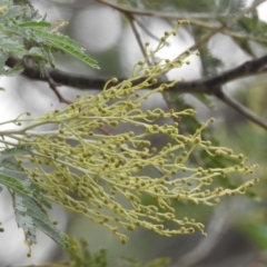 Acacia (genus) at Paddys River, ACT - 22 Apr 2018 09:51 AM