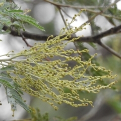 Acacia sp. at Paddys River, ACT - 22 Apr 2018