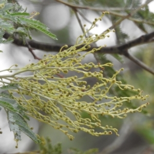 Acacia sp. at Paddys River, ACT - 22 Apr 2018