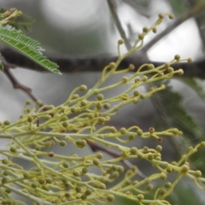 Acacia sp. at Paddys River, ACT - 22 Apr 2018