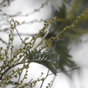 Acacia sp. at Paddys River, ACT - 22 Apr 2018