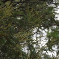 Acacia (genus) at Paddys River, ACT - 22 Apr 2018 09:51 AM