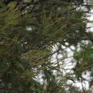 Acacia sp. at Paddys River, ACT - 22 Apr 2018