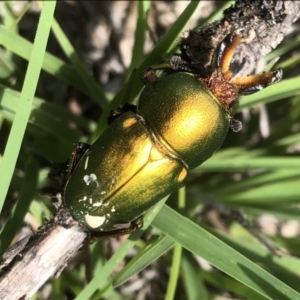 Lamprima aurata at Cook, ACT - 22 Dec 2018 02:08 PM