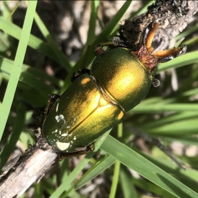 Lamprima aurata (Golden stag beetle) at Cook, ACT - 22 Dec 2018 by JohnB