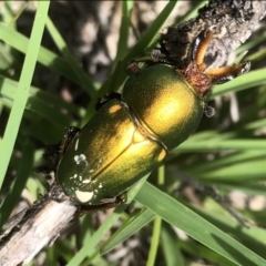 Lamprima aurata (Golden stag beetle) at Cook, ACT - 22 Dec 2018 by JohnB